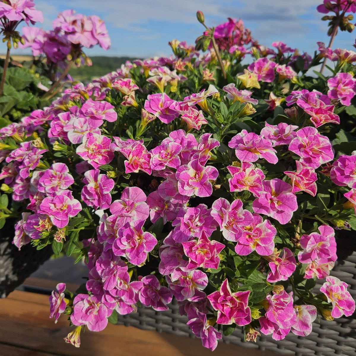 Calibrachoa Dubbel Loopy Roze - Willemse