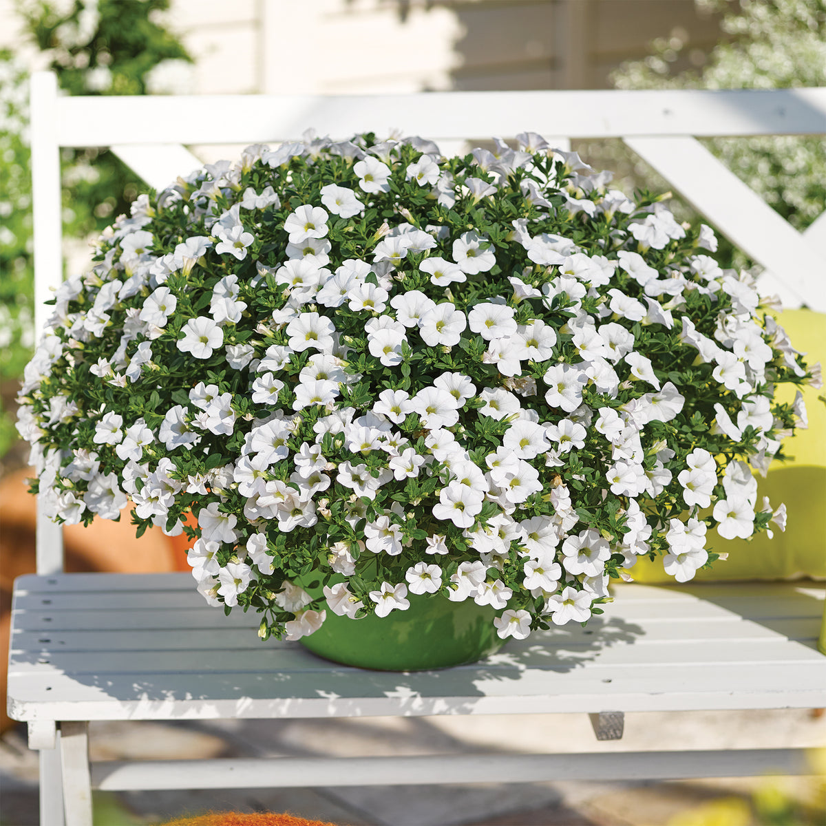 Witte mini-petunia (x3) - Calibrachoa hybride white - Willemse
