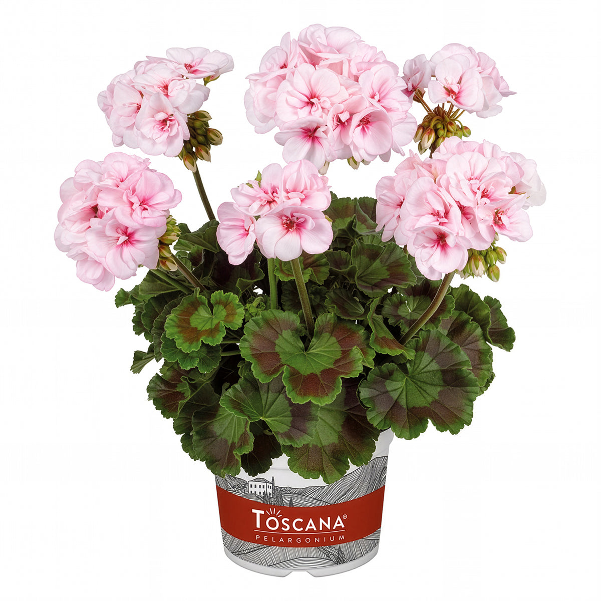 Geranium - Pelargonium - Geranium Estelle - Pelargonium zonale Estelle