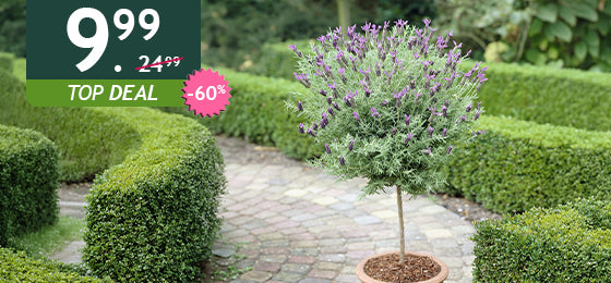 De Kuiflavendel is €9,99 in plaats van €24,99 alleen tot morgen!