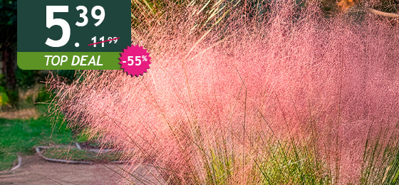 Het lot van 2 roze pluimgrassen is −55%: 5,39 € in plaats van 11,99 €!