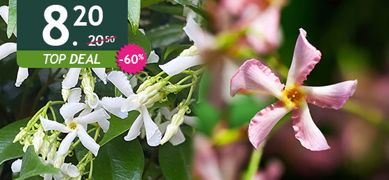 Het lot van 2 sterjasmijnen is −60%: 8,20 € in plaats van 20,50 €!