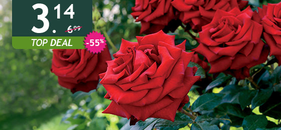 De felrode struikroos is -55%: €3,14 in plaats van €6,99!