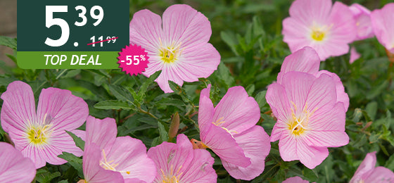 Het lot van 2 roze teunisbloemen is −55%: 5,90 € in plaats van 11,99 € – nog maar 48 uur!