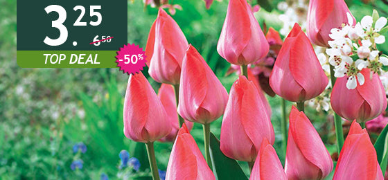 Het lot van 10 tulpen Van Eijk is −50%: 3,25 € in plaats van 6,50 €!
