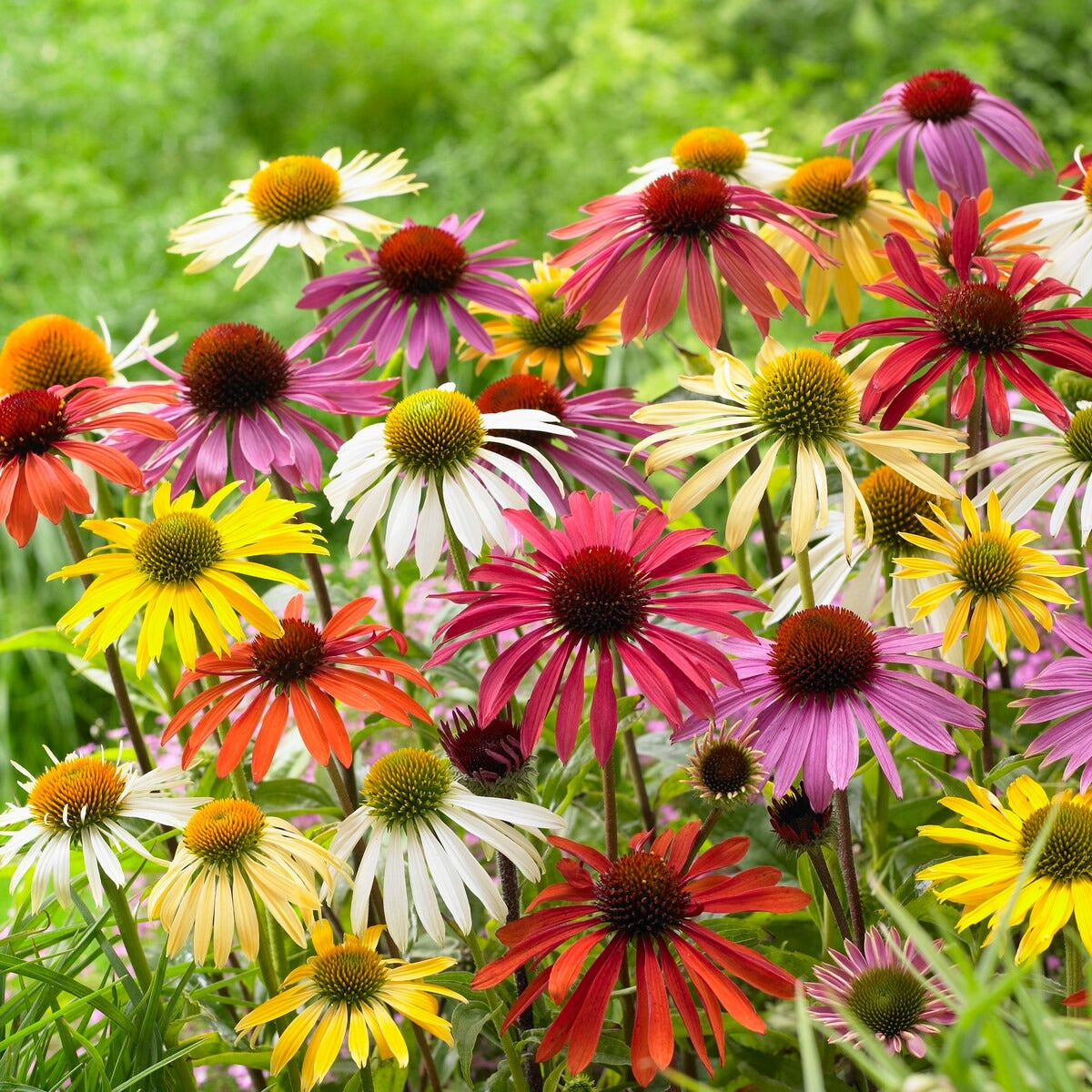 Echinacea butterfly - Zonnehoed Mix (x5) - Echinacea - Zonnehoed