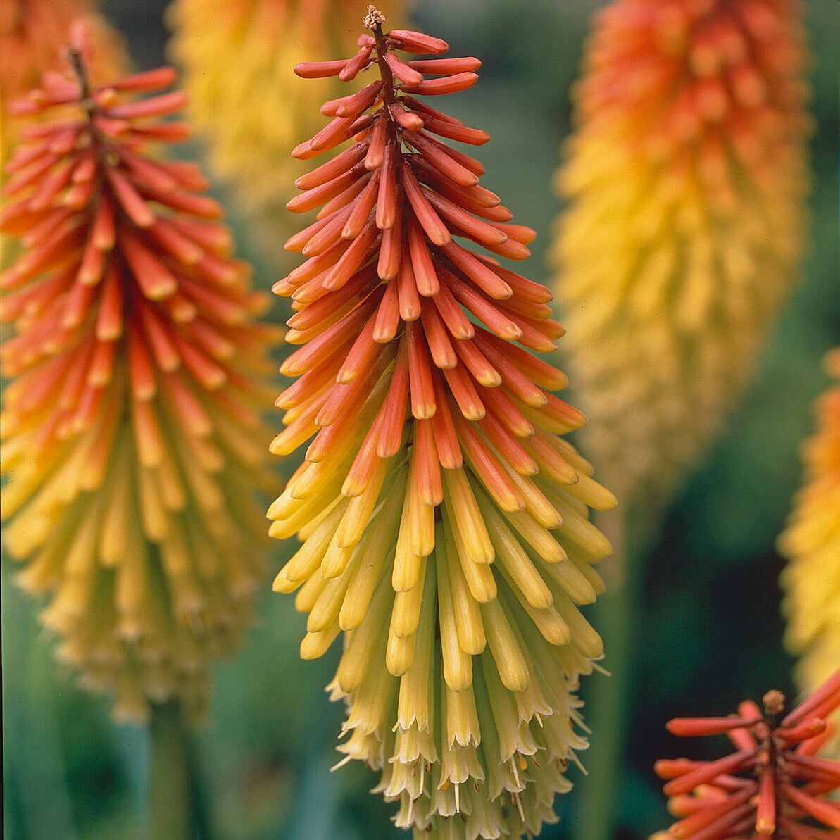 Kniphofia - Vuurpijl (x5) - Kniphofia uvaria