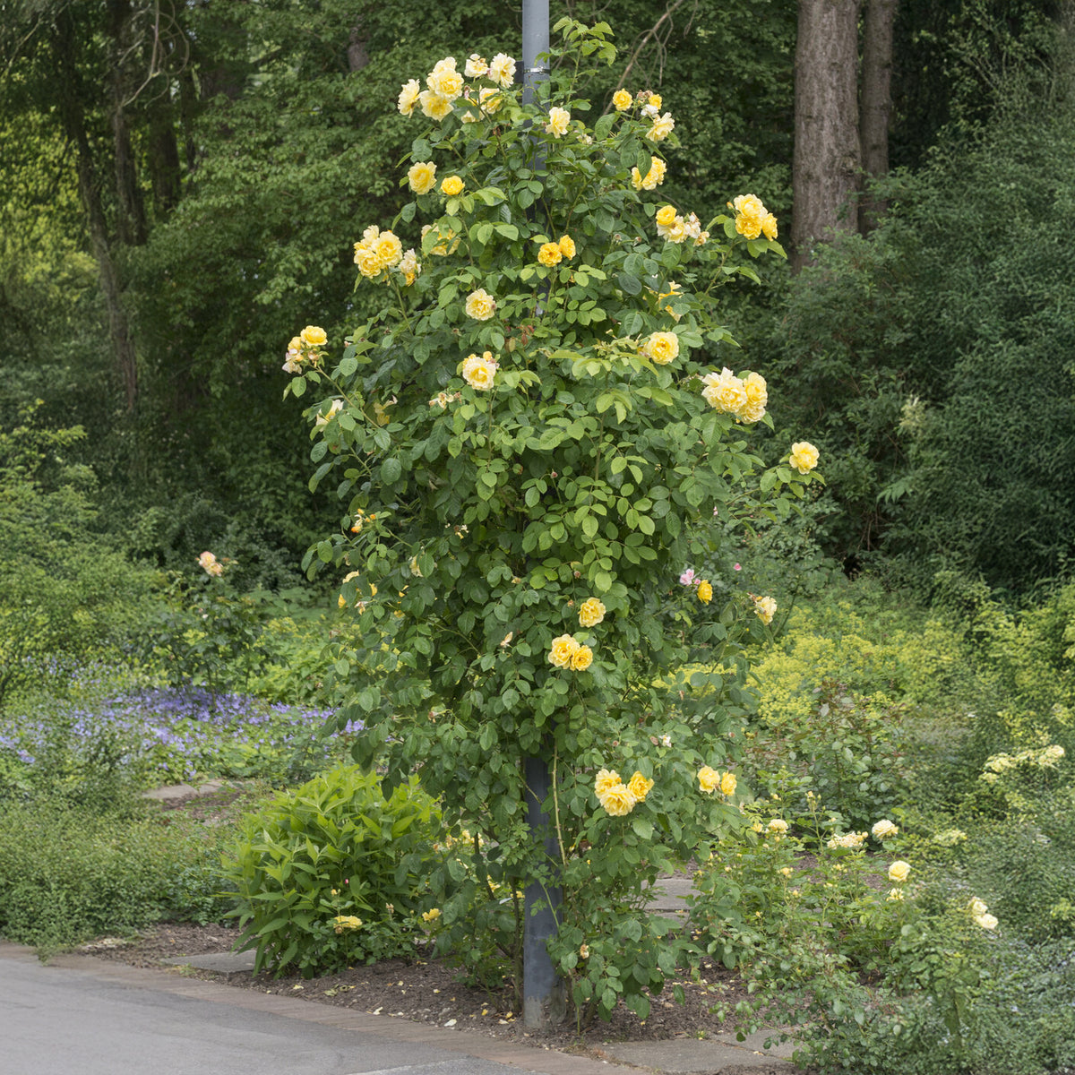 Klimroos 'Golden Gate'® 'Korgolgat' - Willemse