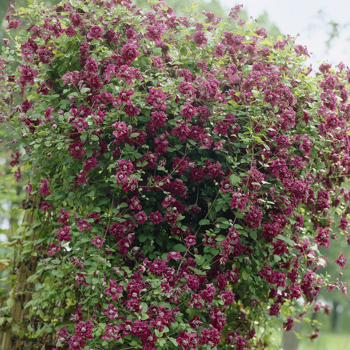 Verkoop Bosrank dubbelbloemig - paars - Clematis viticella Purpurea Plena Elegans
