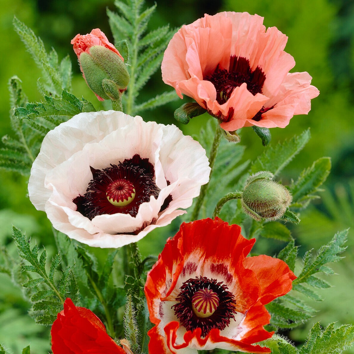 Papaver orientale - Oosterse klaproos (x3) - Vaste planten