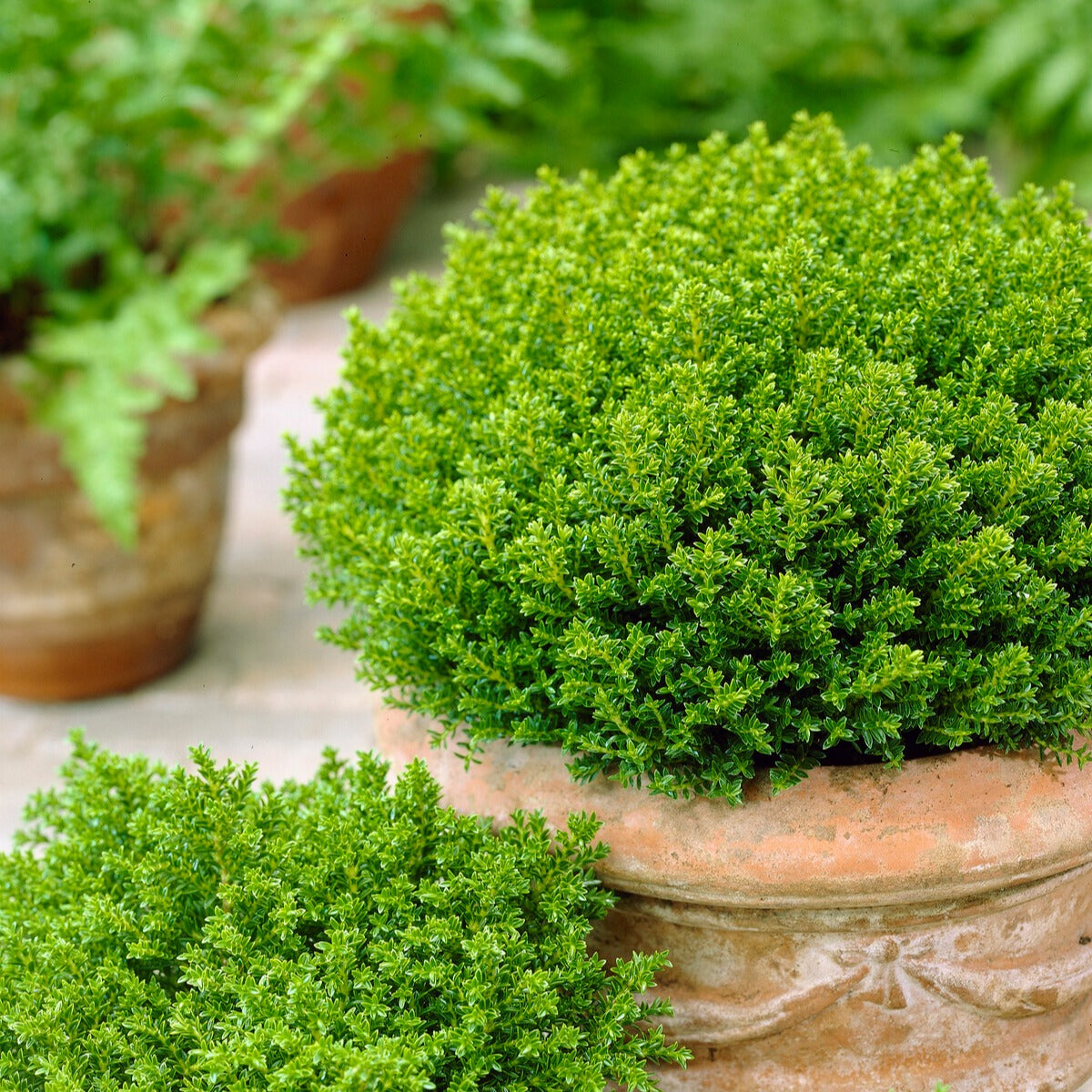 Struik veronica 'Emerald Green' - Willemse