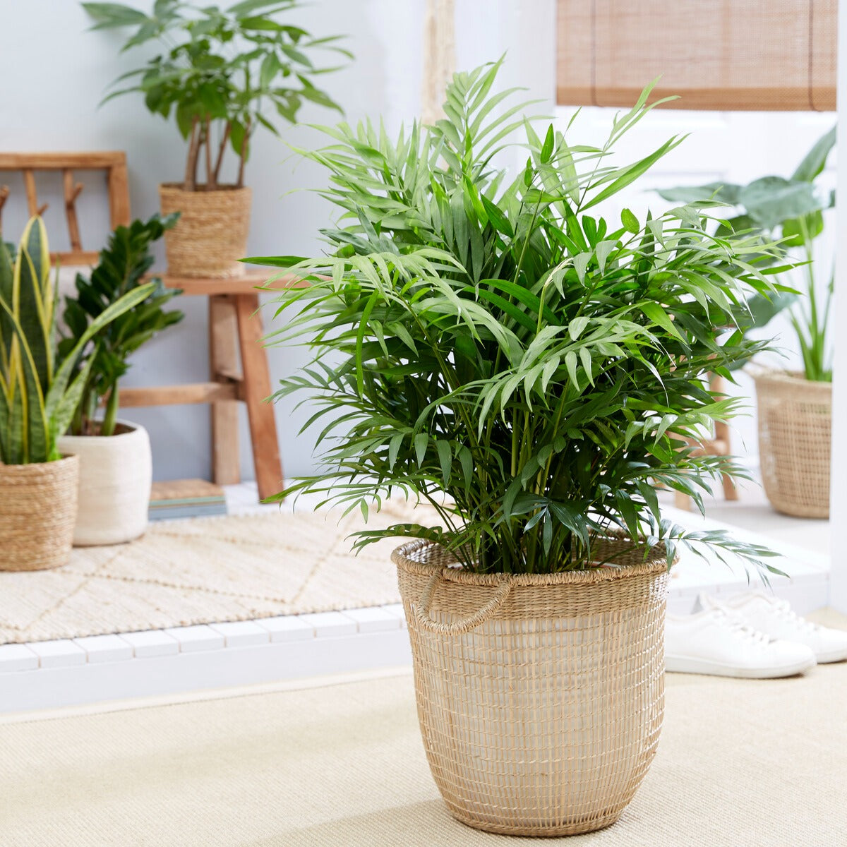 Verkoop Mexicaanse dwergpalm