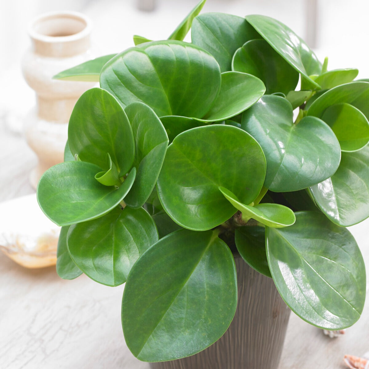 Peperomia 'Green' - Willemse