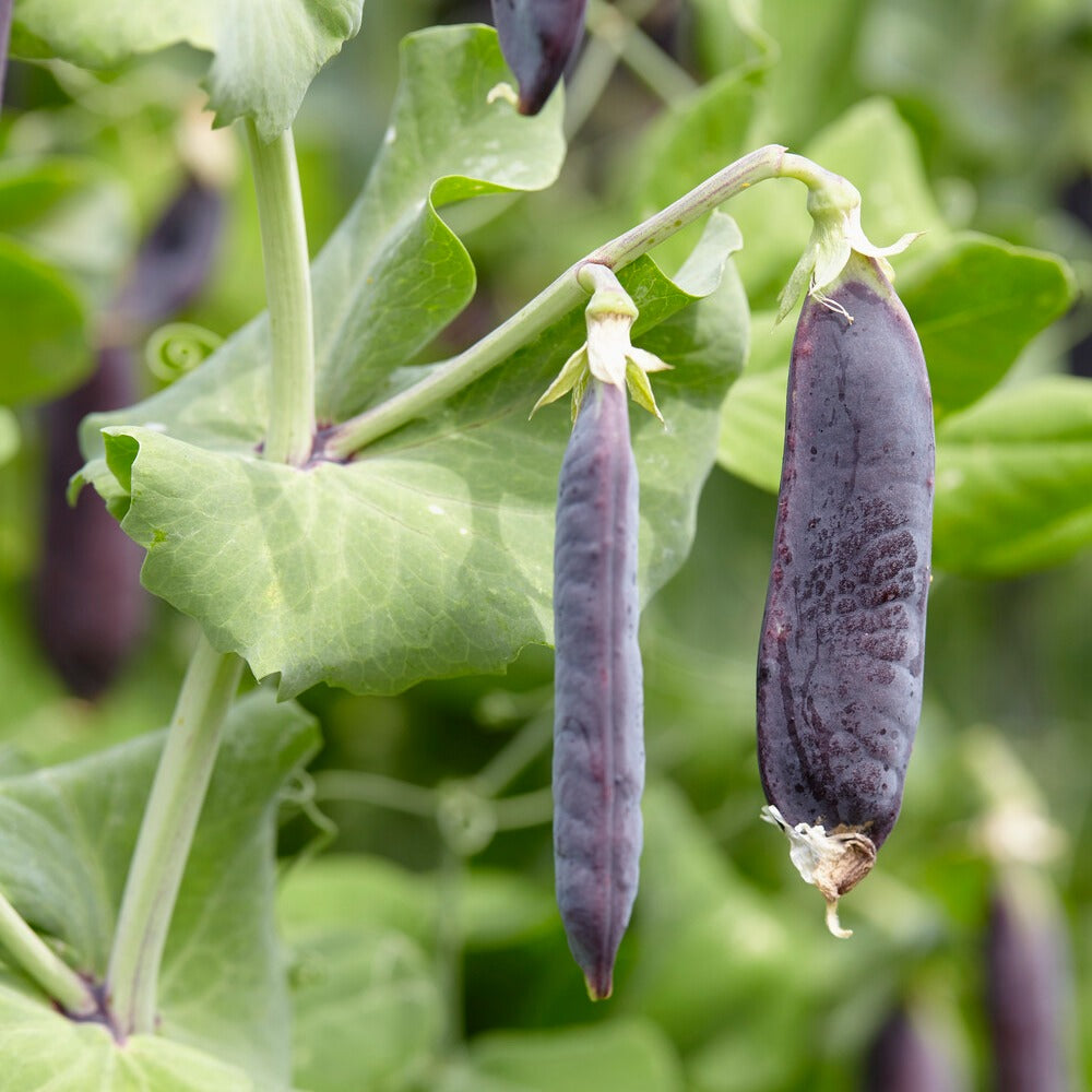 Capucijner Désirée