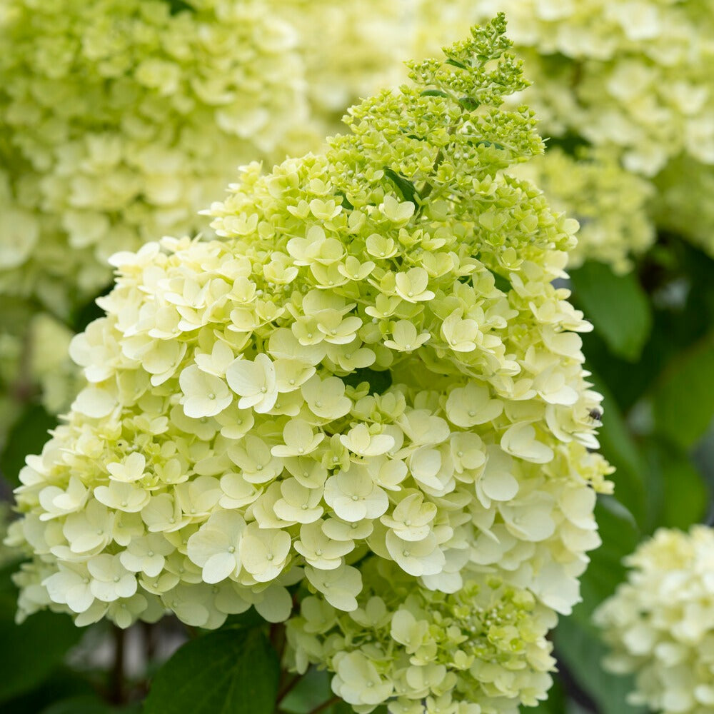 Pluimhortensia Magical® 'Moonlight'