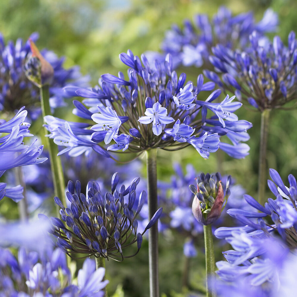 Agapanthus - Afrikaanse lelie Doctor Brouwer - Agapanthus x africanus Doctor Brouwer