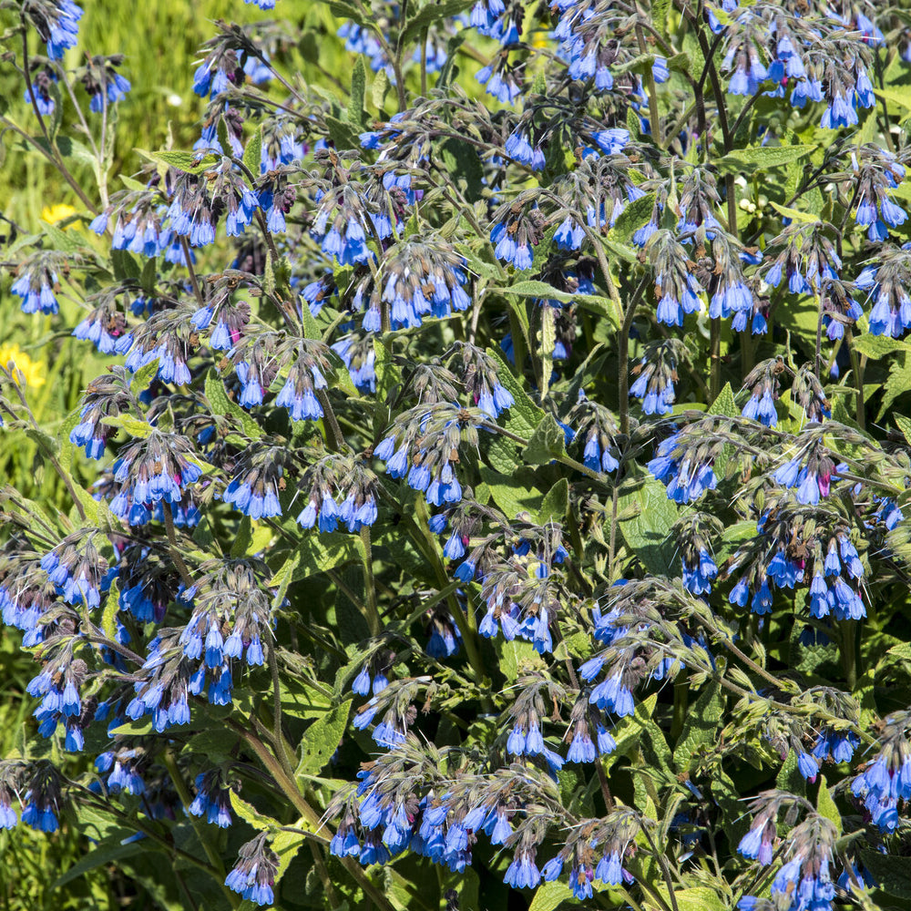 Smeerwortel - Symphytum azureum - Willemse