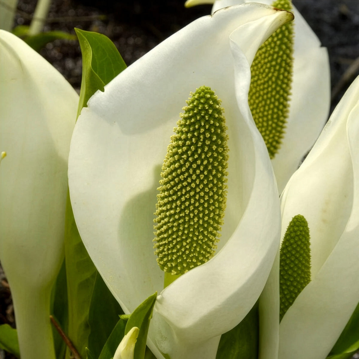 Lysichiton camtschatcensis - Witte aronskelk - Oeverplanten