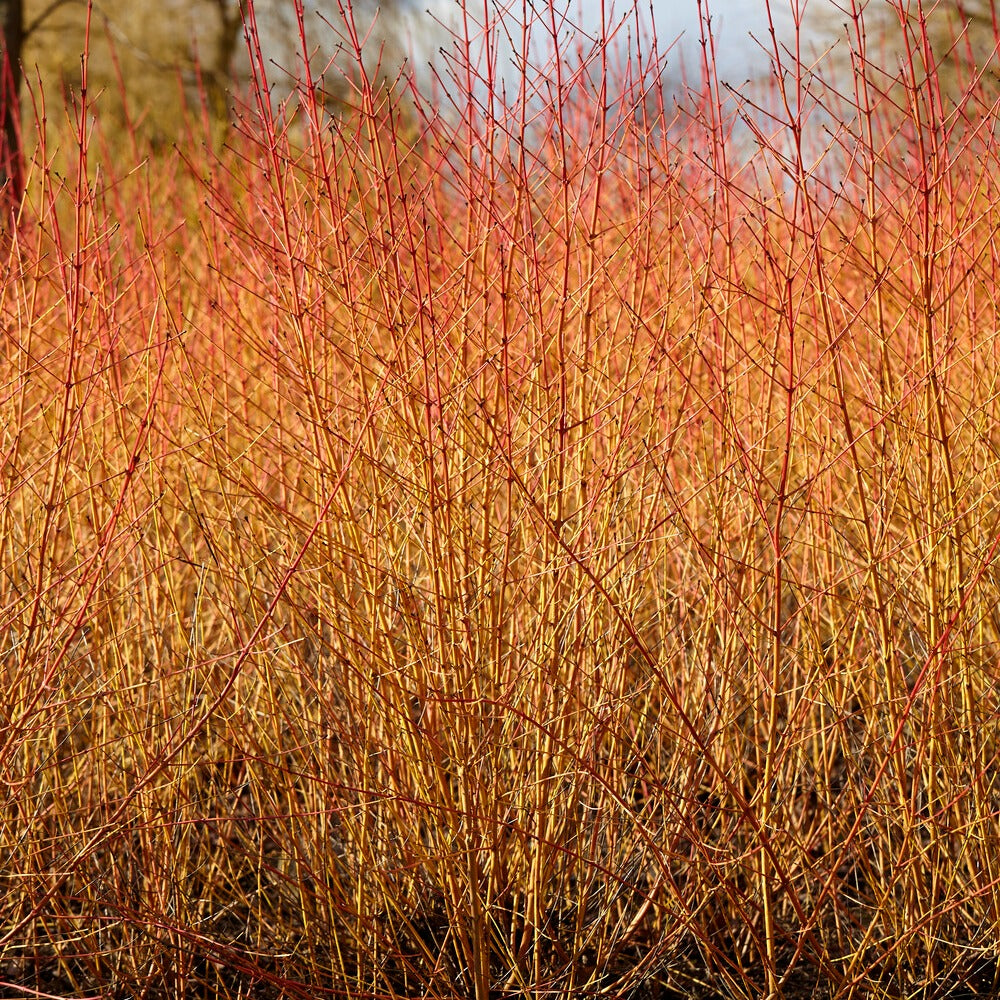 Rode kornoelje 'Midwinter Fire'