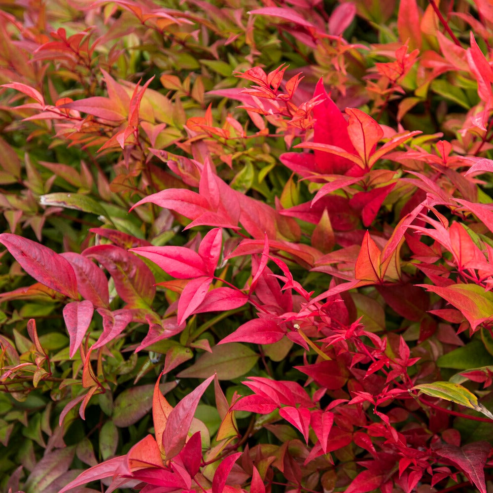 Hemelse bamboe 'Gulf Stream'