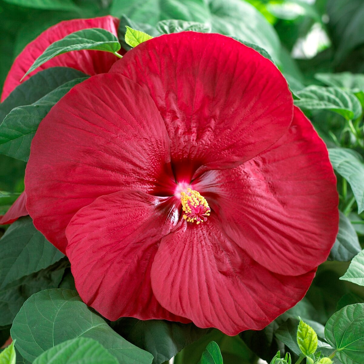 Altheastruik 'Luna Red' - Hibiscus moscheutos Luna Red - Willemse