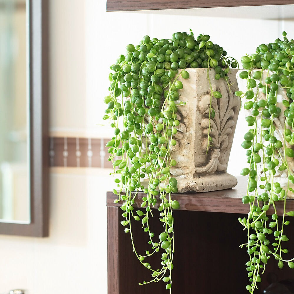 Erwtenplant - Senecio rowleyanus - Hangplanten