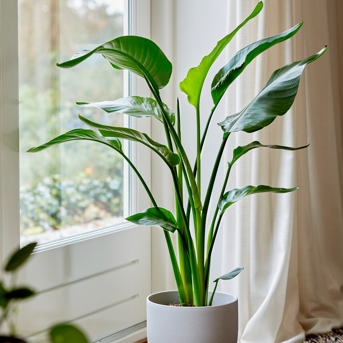 Strelitzia nicolai - Willemse