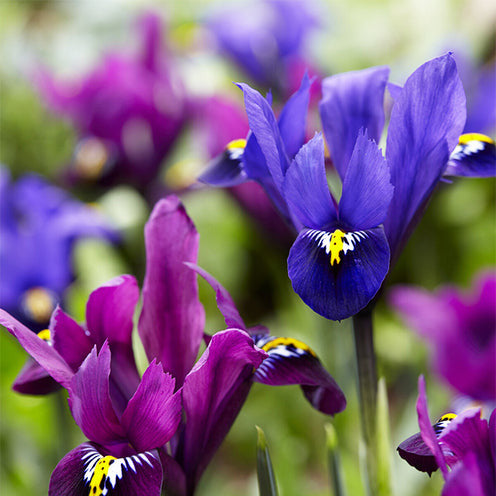 Iris Tweelingbroers mix (x25) - Willemse