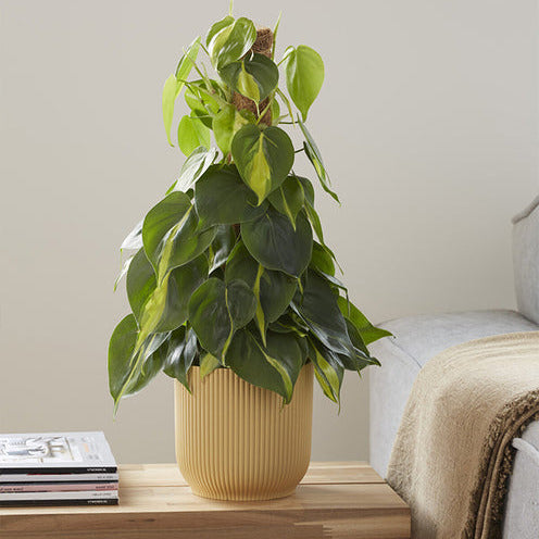 Philodendron scandens Brasil - Philodendron Monstera Brasil - Philodendron