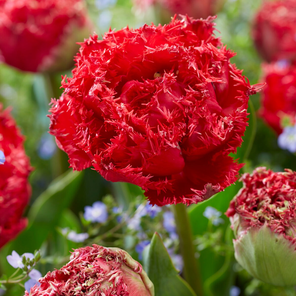 5 Dubbele gefranjerde tulpen Qatar