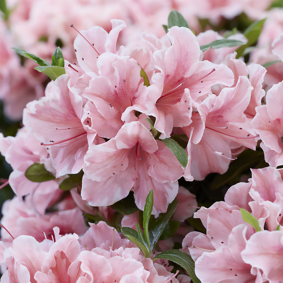 Azalea Encore® Sunburst - Willemse