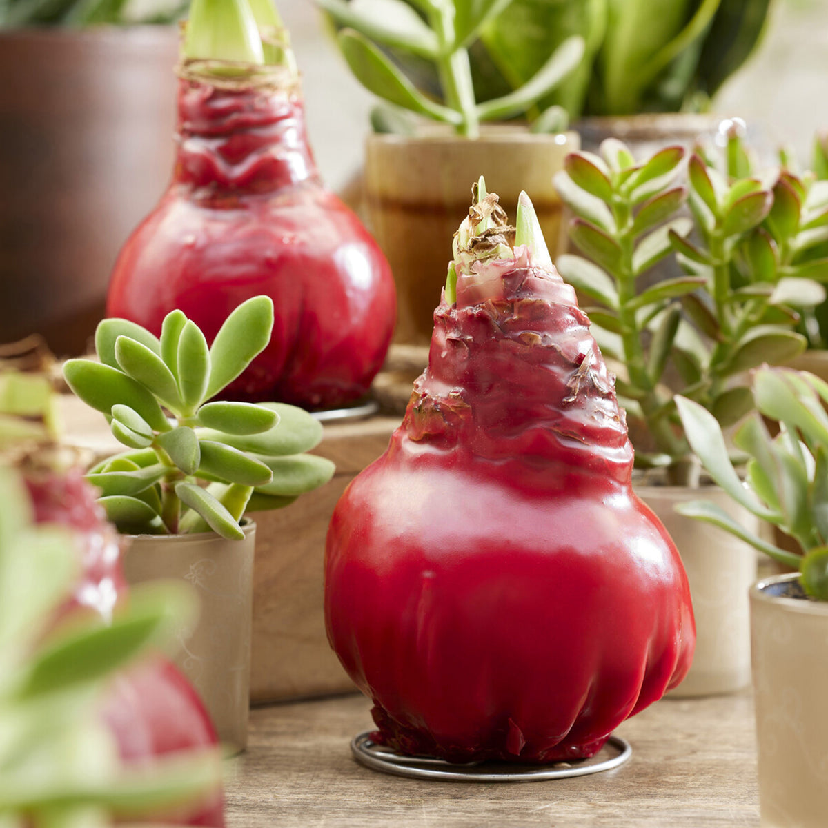 Wax Amaryllis Gloss X Mas Red - Amaryllis Gloss X Mas Red - Willemse