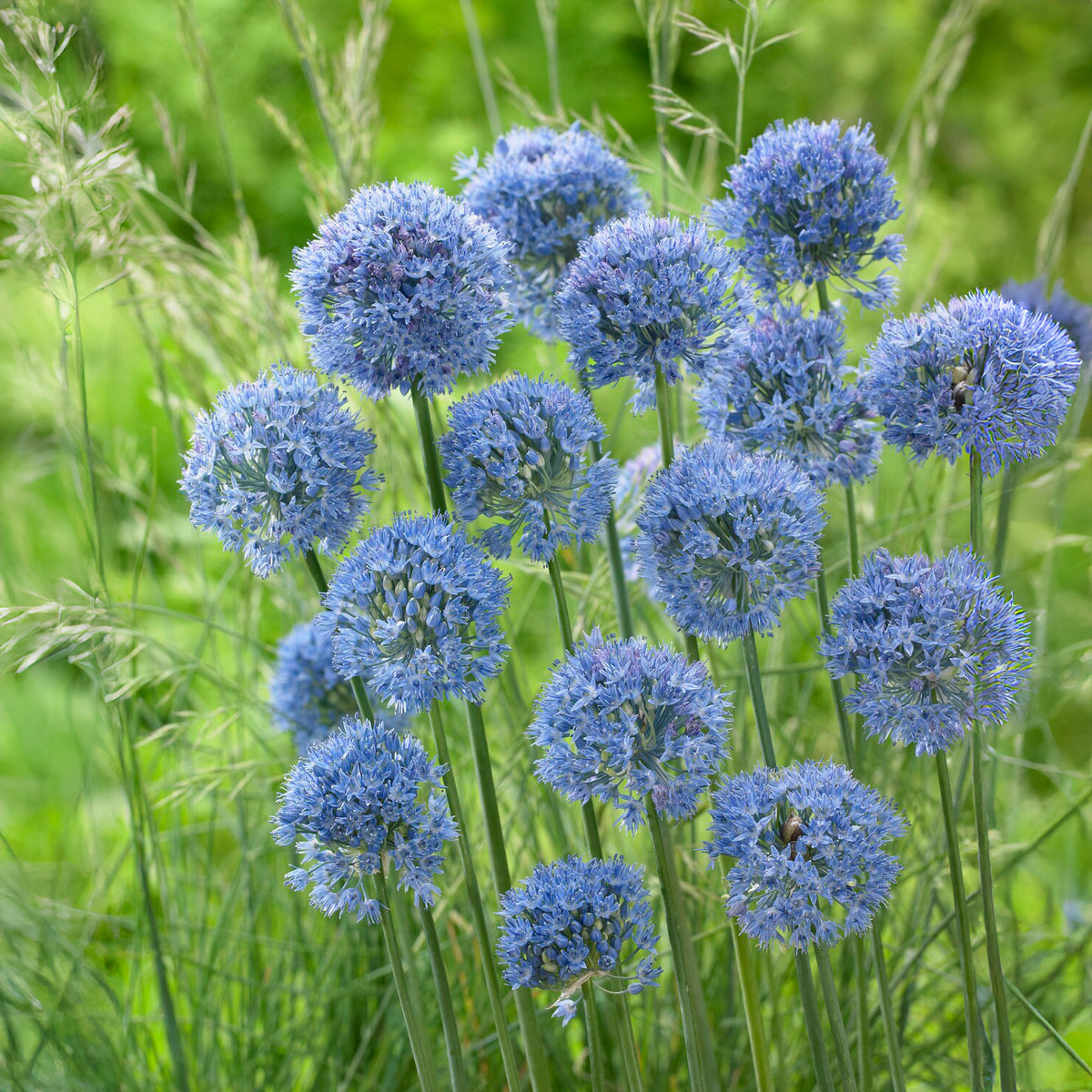 Allium Caeruleum (x20) - Willemse