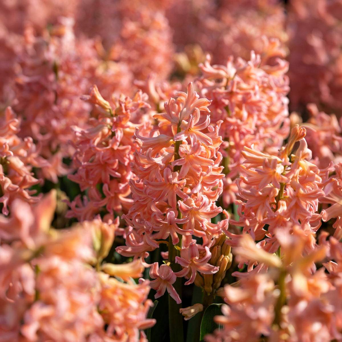 Hyacinthen 'Gipsy Queen' (x6) - Hyacint - Willemse