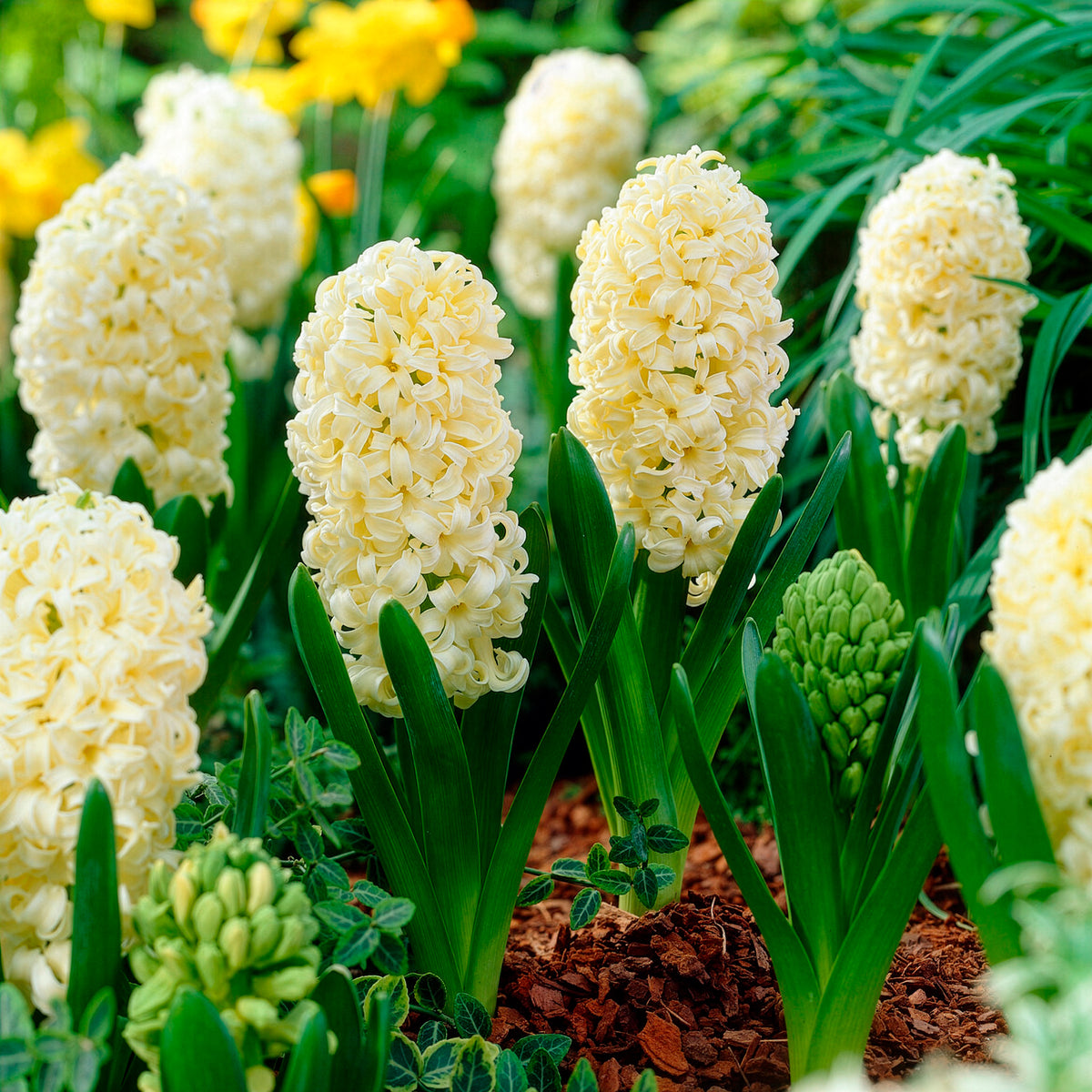 Hyacinthen 'City of Haarlem' (x6) - Willemse
