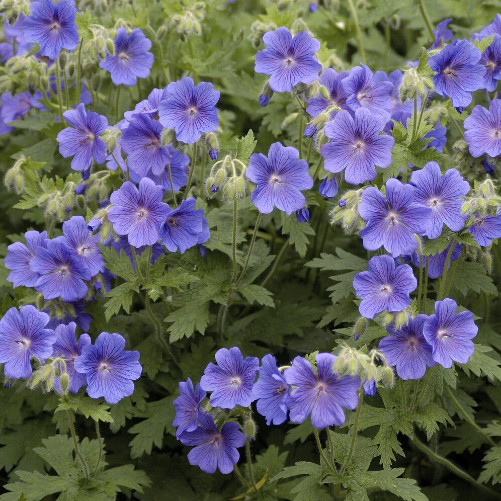 Geranium himalayense - Ooievaarsbek Himalaya - Geraniums