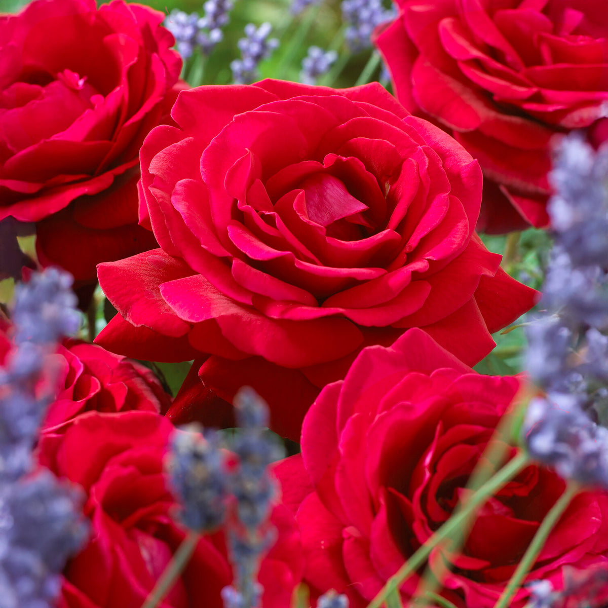 Geurende roos 'Duftzauber 84' - Willemse