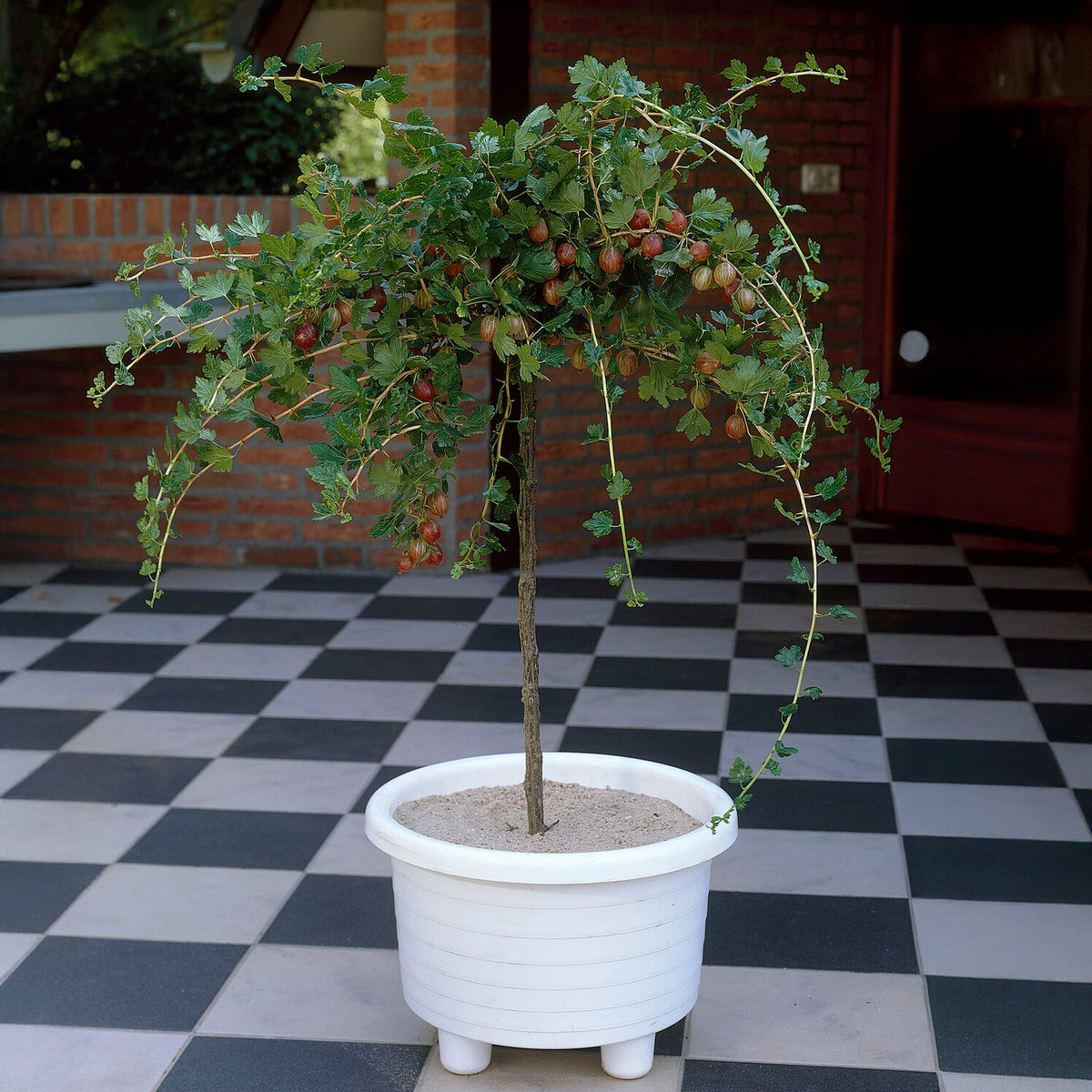 Rode kruisbes op stam - Willemse