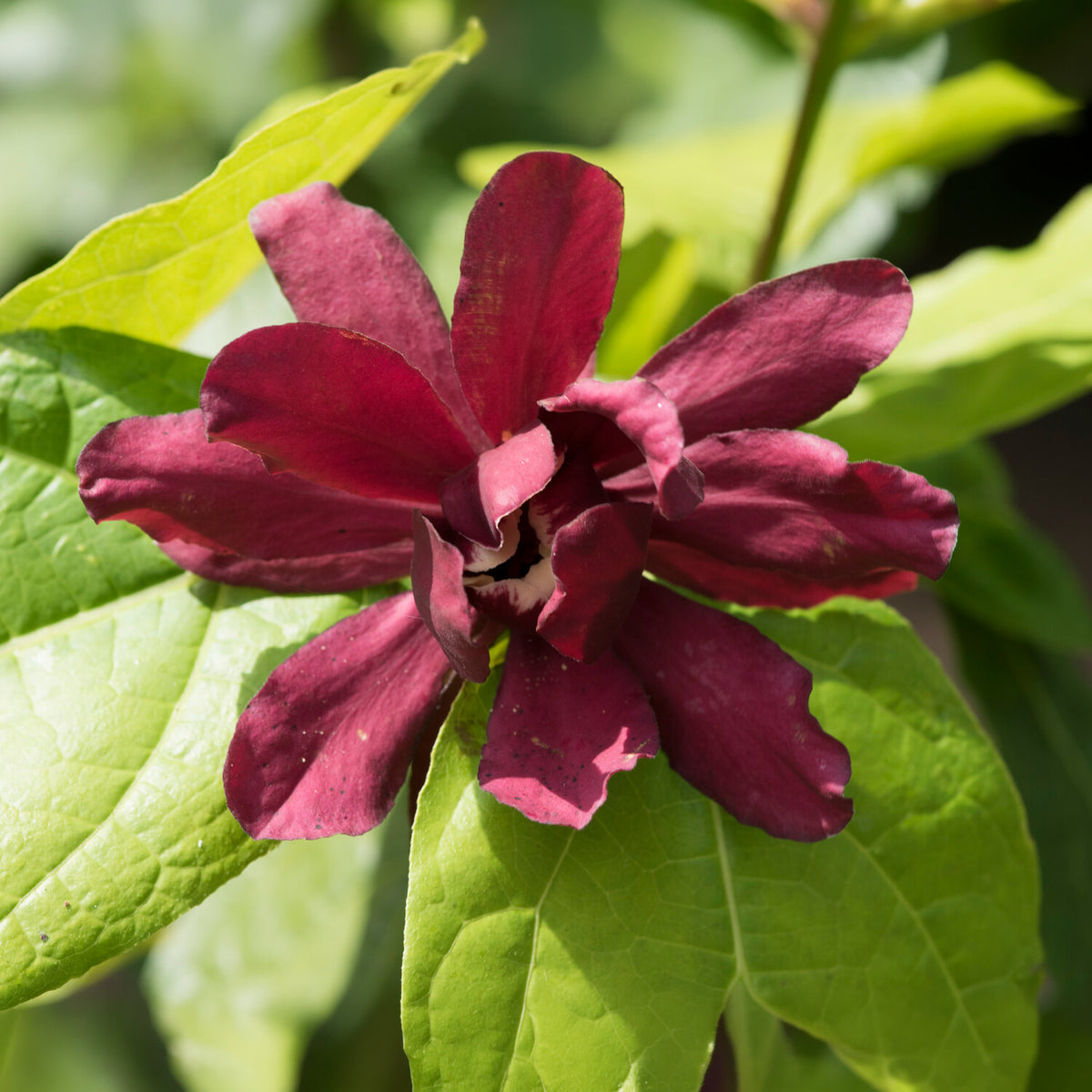 Calycanthus 'Hartlage Wine' - Sinocalycanthus x raulstonii hartlage wine - Willemse