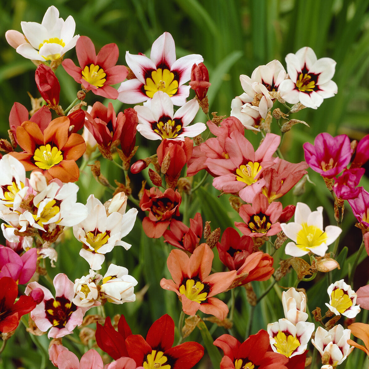 Zigeunerbloem - tricolor (x25) - Willemse