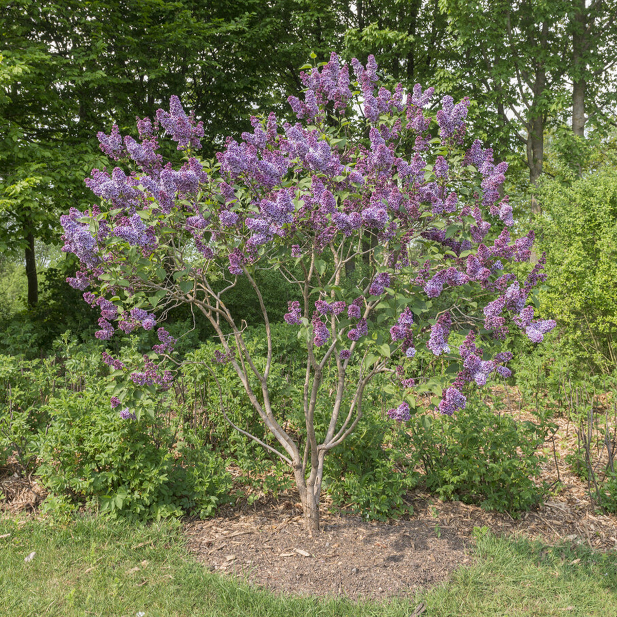 Sering 'Sensation' - Syringa vulgaris sensation - Willemse