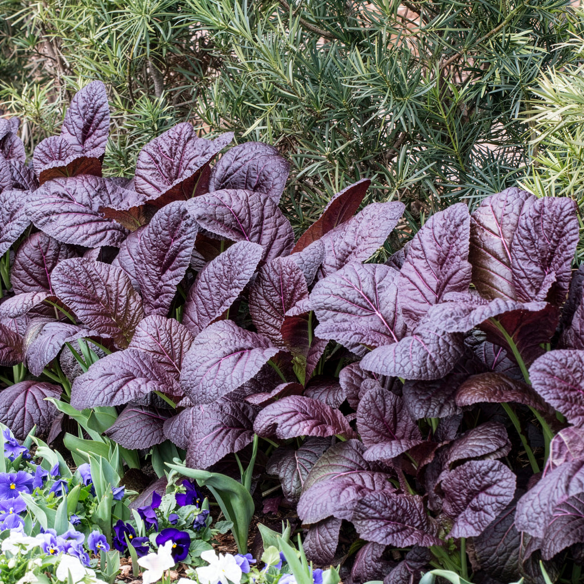 Bladkool 'Red Giant' - BIO - Brassica juncea integrifolia red giant - Willemse
