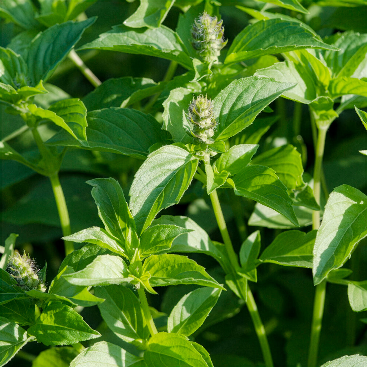 Citroenbasilicum - Ocimum citridorum - Willemse