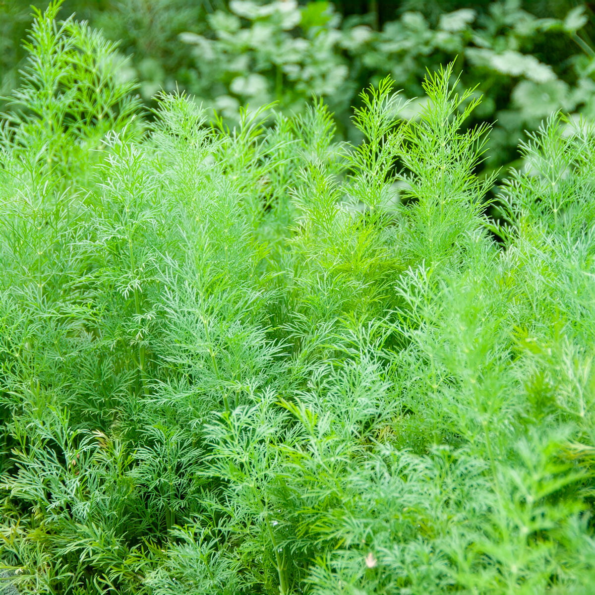 Anethum graveolens compatto - Dille 'Bouquet Compatto' - Kruidenzaden