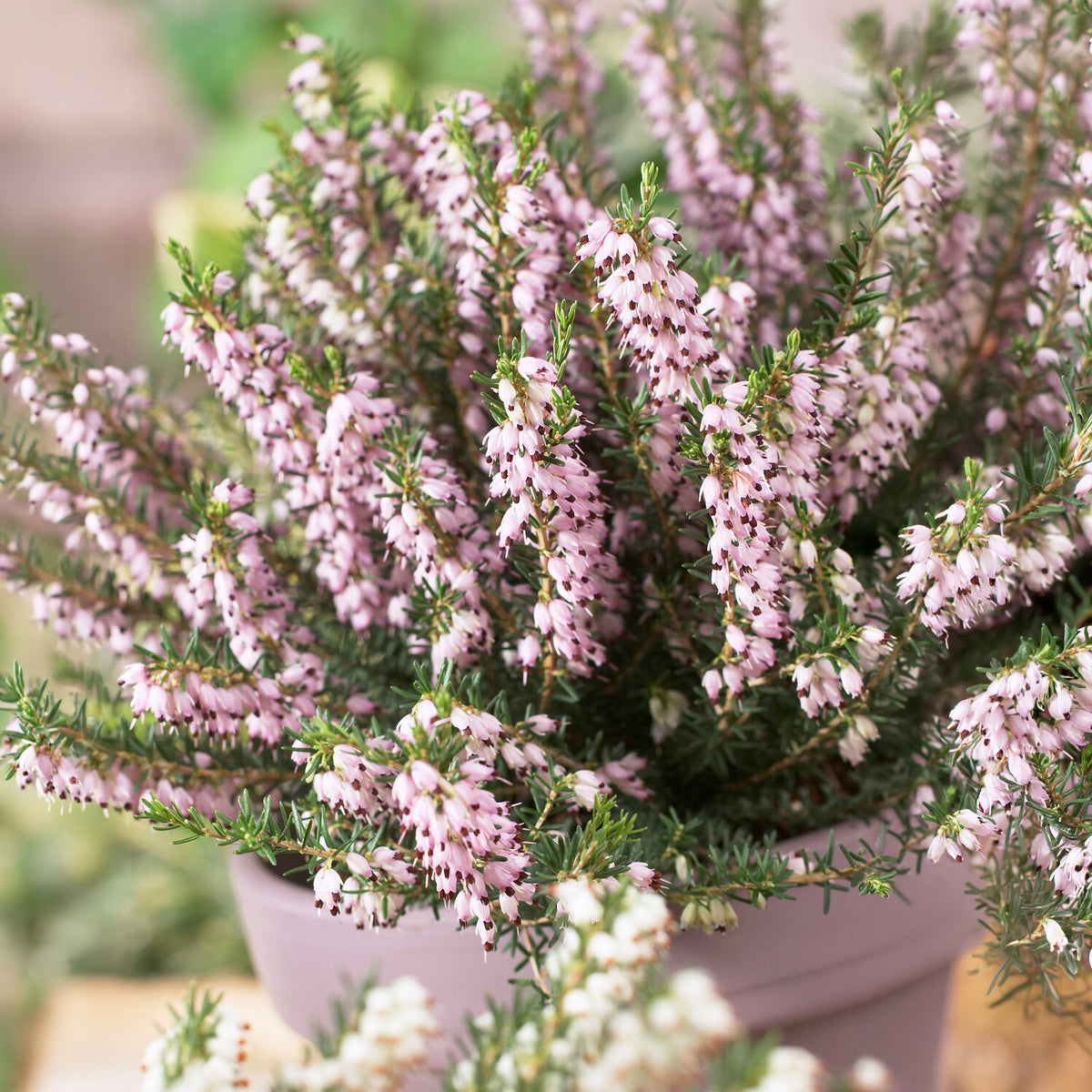 Erica darleyensis ghost hills - Winterheide 'Ghost Hills' - Bloeiende vaste planten