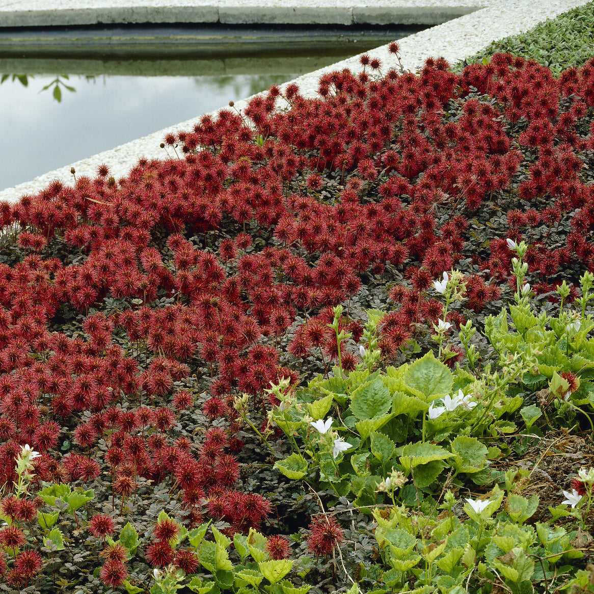 Verkoop Stekelnootje - Acaena buchananii