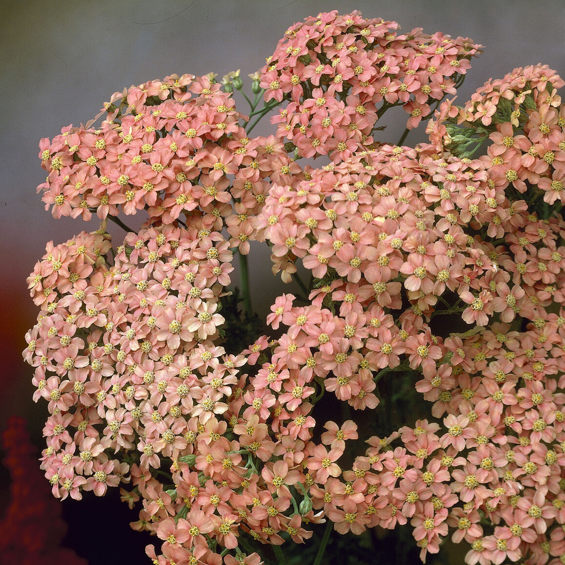 Bloeiende vaste planten - Duizendblad Lachsschönheit - Achillea millefolium Lachsschönheit