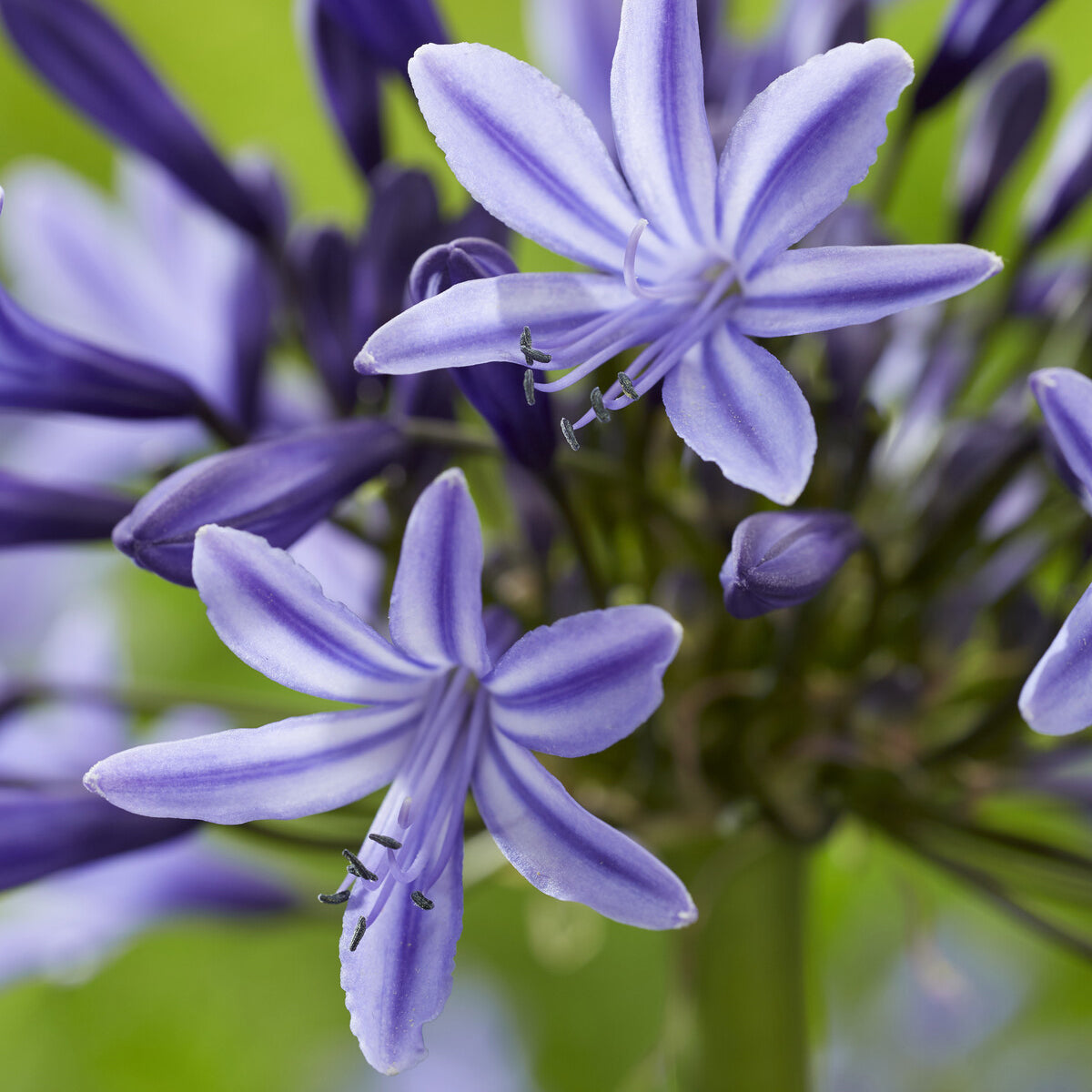 Agapanthus Navy Blue - Afrikaanse lelie Navy Blue - Agapanthus