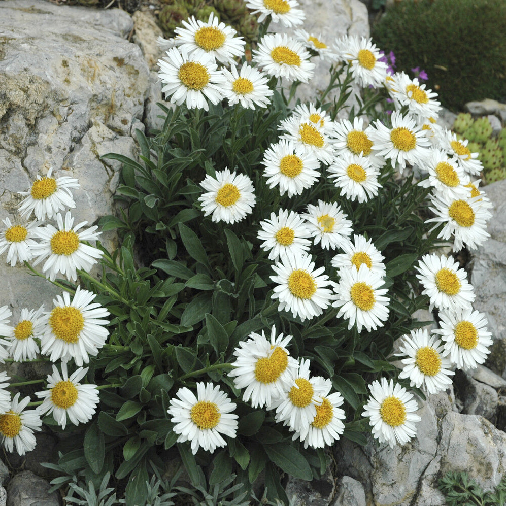 Alpinus Aster Albus - Willemse