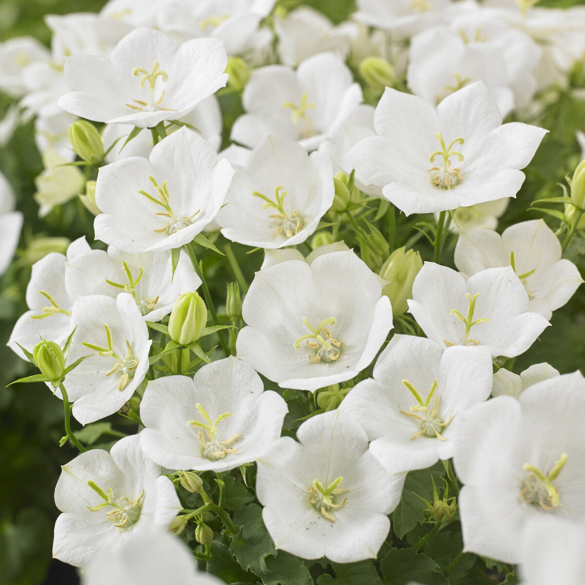 Klokjesbloem Weisse Clips - Willemse